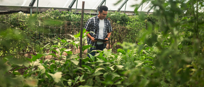 Worker inspecting crops in a greenhouse